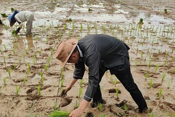 Dedi Mulyadi bertani usai dinyatakan menang Pilgub versi hitung cepat