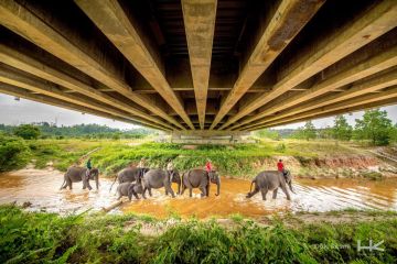 Konservasi gajah, Hutama Karya siapkan 7.000 bibit pohon pakan alami