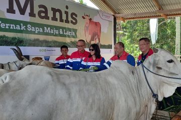 Elnusa inisiasi program ternak sapi basis komunal di Minahasa Selatan