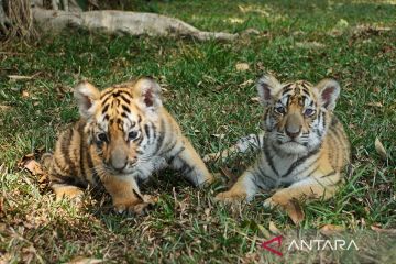 Taman Safari Indonesia rayakan kelahiran lima satwa berbagai spesies