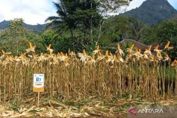 Dispertan Garut targetkan produksi jagung 650 ribu ton pada tahun 2025