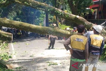 Petugas evakuasi pohon tumbang tutup jalur utama Cianjur