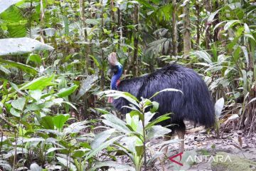 BBKSDA Papua melepas tiga kasuari selatan di Hutan Tinaruma Mimika