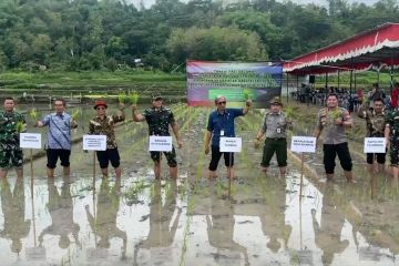 Pertahankan area pertanian organik, Sleman punya varietas padi lokal