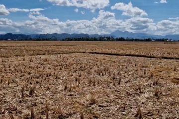 Atasi 17.396 hektare sawah kering, Pemkab Maros salurkan 289 pompa