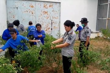 Dukung ketahanan pangan, narapidana di LPP Palu tanam bahan pangan