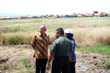 BI Tegal uji coba penanaman padi biosalin di eks lahan rob