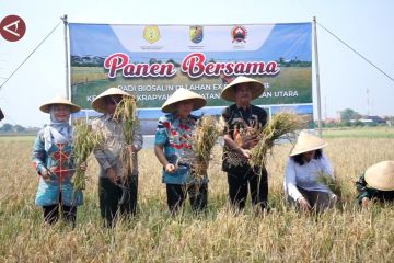 Panen berhasil, padi biosalin siap jadi solusi di lahan terdampak rob