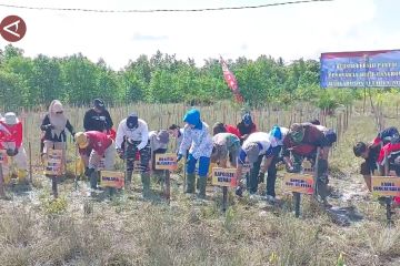 Peringati Hari Armada, Lanal Banjarmasin tanam ribuan mangrove