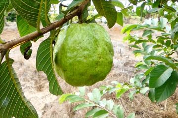 Petani di Batola raup untung dengan budi daya jambu kristal