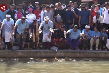 Sambil kampanye, Kaesang blusukan dan tebar benih ikan di Tukad Badung