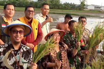 Sulsel target cetak 538 hektare sawah baru pada awal tahun 2025