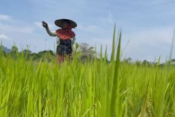 Nilai Tukar Petani di Kaltara naik, tren positif bagi petani lokal