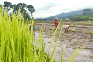 Magelang targetkan lahan budi daya padi organik capai 2.500 hektare