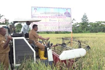 Pemkot Jayapura panen raya padi wujudkan ketahanan pangan di Papua