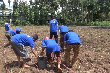 Lapas Suliki tanam jagung manis untuk dukung ketahanan pangan