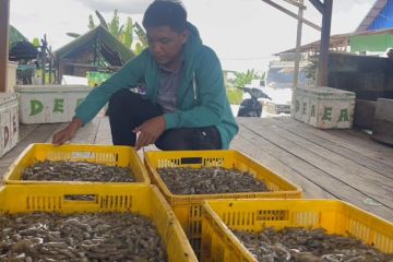 Pemprov dorong komoditi Udang Windu jadi ikon unggulan Kaltara