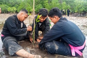 PSHT Natuna tanam 1.500 bibit mangrove 