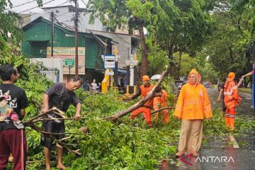 Pohon tumbang di Kemayoran saat hujan, 2 korban dilarikan ke RS