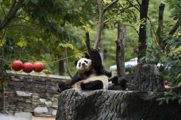 Panda raksasa Fu Bao dipantau ketat usai tunjukkan kendala kesehatan