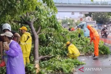 44 pohon di Jakpus terkena dampak hujan disertai angin kencang