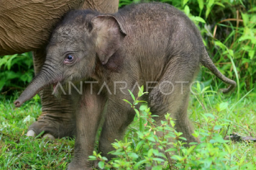 Walhi berharap Presiden penuhi janji lahan untuk konservasi gajah