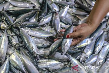 Kenaikan konsumsi ikan nasional 2024, diharapkan mampu mengatasi gizi buruk