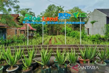 Pegawai kantoran ibu kota, sukses alih profesi jadi petani lidah buaya