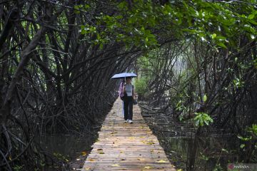 DKI gencar tanam mangrove di pesisir utara untuk cegah banjir rob