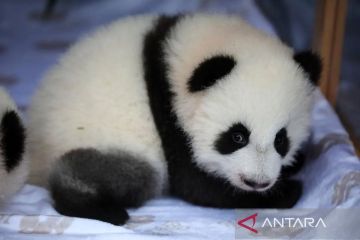 Kebun Binatang Berlin umumkan nama bayi panda kembar