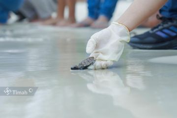 PT Timah bersama MIND ID lepasliarkan penyu sisik di Pantai Belitung