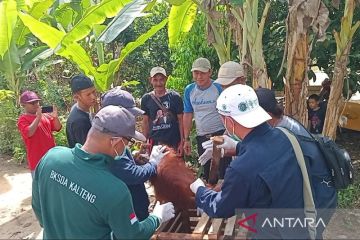 BKSDA Sampit evakuasi anak orang utan temuan warga