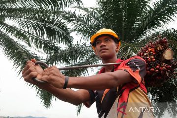 Kisah orang Lombok bertaruh mimpi di negeri jiran