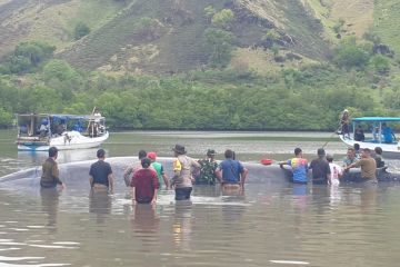 Paus terdampar di Kabupaten Ngada NTT berhasil digiring ke laut lepas