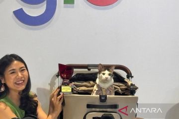 Simak kembali warta tentang gangguan ChatGPT hingga Bobby si kucing