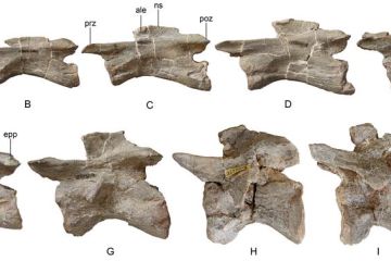 Genus baru dinosaurus Sauropodomorpha ditemukan di Yunnan China