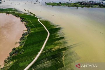 Ratusan hektar lahan pertanian terendam banjir akibat luapan Sungai Bengawan Solo