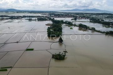 Ribuan hektare sawah terendam banjir, petani terancam gagal panen