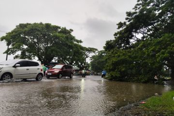 Pohon tumbang akibat angin kencang