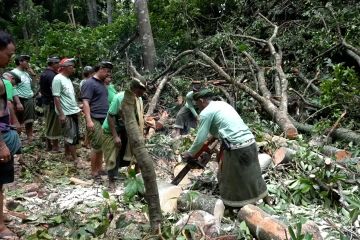 Monkey Forest tutup sementara, pengelola lakukan pembersihan area