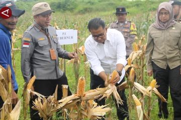 Lahan eks tambang di Kaltim hasilkan 2 ton jagung