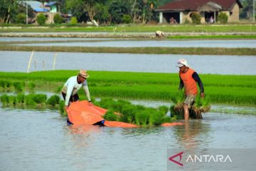 Bulog siap membeli gabah dan beras pada petani