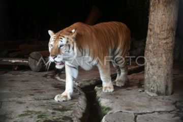 Satwa baru Golden Tiger di Taman Safari Indonesia Bogor