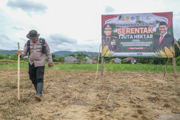 Penanaman jagung serentak di Kendari