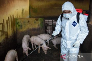 Pengambilan sampel darah babi