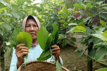 Baleg DPR: Dalami potensi kratom sebagai komoditas strategis