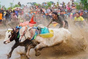 Tradisi karapan sapi brujul Probolinggo