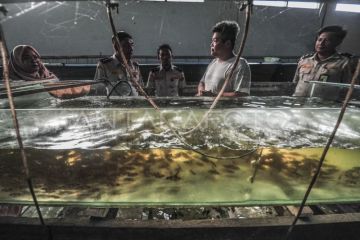 Pengawasan pembudi daya dan pedagang ikan endemik