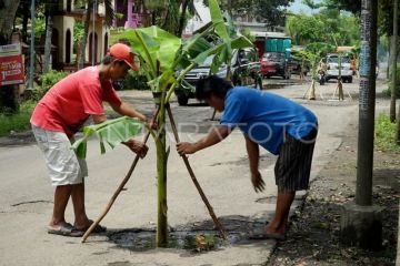 Jalan rusak ditanami pohon pisang