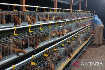 Dinas Pertanian Wondama prioritaskan budidaya ayam petelur